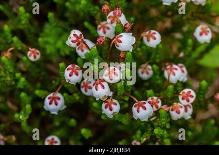 White Heather, Cassiope mertensiana, in sualpiner Wiese auf Evergreen Mountain, Cascade Range, Mt. Baker-Snoqualmie National Forest, Staat Washington Stockfoto