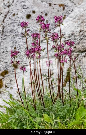 Vogelschnabel Lousewort, Pedicularis ornithorhynchos, auf subalpiner Wiese auf dem Evergreen Mountain, Cascade Range, Mt. Baker-Snoqualmie National Forest, W Stockfoto