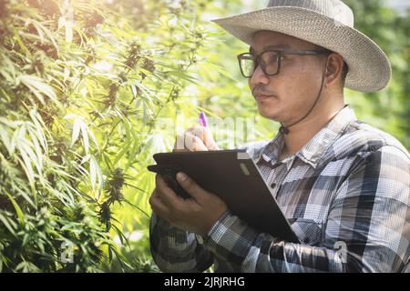 Intelligenter Landwirt in einer Cannabisfarm, asiatischer Landwirt, der moderne Tablettentechnologie verwendet, um Marihuana zu kontrollieren, Landwirtschaftsbetrieb für Cannabis. Stockfoto