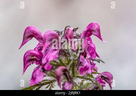 Vogelschnabel Lousewort, Pedicularis ornithorhynchos, auf subalpiner Wiese auf dem Evergreen Mountain, Cascade Range, Mt. Baker-Snoqualmie National Forest, W Stockfoto