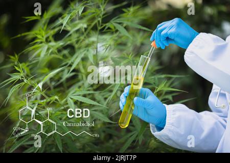 CBD-Elemente in Cannabis, Hanföl in einem Glasgefäß, Konzept der pflanzlichen Alternativmedizin. Stockfoto