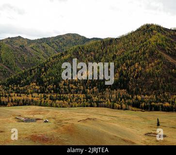 Eine hügelige Lichtung am Fuße eines hohen Berges, der im Frühherbst von Nadelwäldern überwuchert ist. Kurai-Steppe, Altai, Sibirien, Russland. Stockfoto