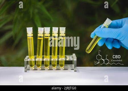 Hand halten bootle mit chemischen formule in einem Gewächshaus aus biologischen und ökologischen pflanzlichen pharmazeutischen cbd-Öl in einem Tropf. Konzept der Kräuter Stockfoto