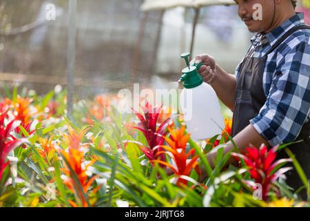 Männer Gärtner kümmert sich um Blumen von roten in Töpfen im Gewächshaus Stockfoto