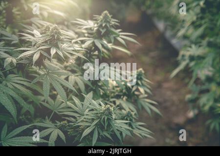 Bush Marihuana auf verschwommenem Hintergrund. bush Cannabis, Marihuanaanbau, Hanfanbau, Grüner Hintergrund. Stockfoto