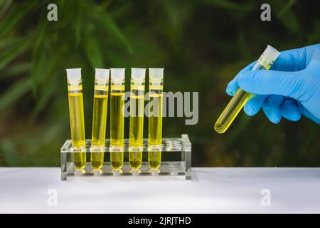 Hand halten bootle von biologischen und ökologischen pflanzlichen pharmazeutischen cbd-Öl in einem Tropf. Konzept der pflanzlichen alternativen Medizin, cbd-Hanföl. Stockfoto