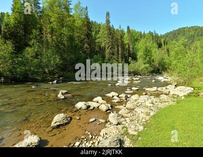 Ein kleiner schöner Gebirgsfluss mit felsigen Ufern fließt durch den morgendlichen Nadelwald. Iogach, Altai, Sibirien, Russland. Stockfoto