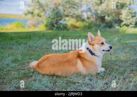 corgi liegt auf dem Gras am Fluss Stockfoto