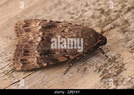 Detaillierte dorsale Nahaufnahme der großen dunkelbraunen pyramidengrünen Fruchtwurm-Eulchenmotte, Amphipyra pyramidea Stockfoto