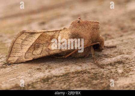 Nahaufnahme der hellbraunen rosigen, rustikalen Kartoffelhaut Borer Ehlet Motte, Hydraecia micacea auf Holz sitzend Stockfoto