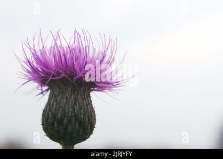 Carduus crispus oder lockig-stachellose Distel oder stachelige Distel (Carduus crispus) leuchtend rosa Blume aus nächster Nähe Stockfoto