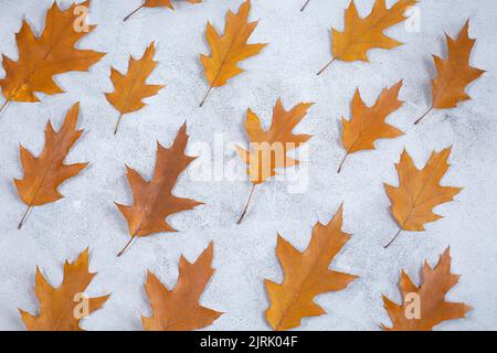 Herbstkomposition. Trockene Eichenblätter auf grauem Betongrund. Herbstkomposition. Herbst, Herbst Pattrern. Flach liegend, Draufsicht. Stockfoto
