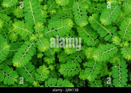 Frische grüne Moringa Blätter Heilpflanze (Moringa oleifera Lamk.) Natürliche Moringa Blätter Grüner Hintergrund. Stockfoto