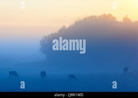 Schar von Moosen im Nebel auf der Wiese bei Sonnenaufgang Stockfoto