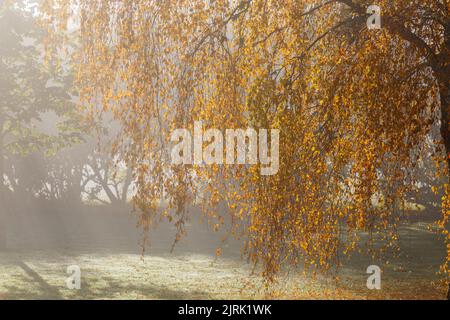 Birch branches in autumn in the backlight Stockfoto