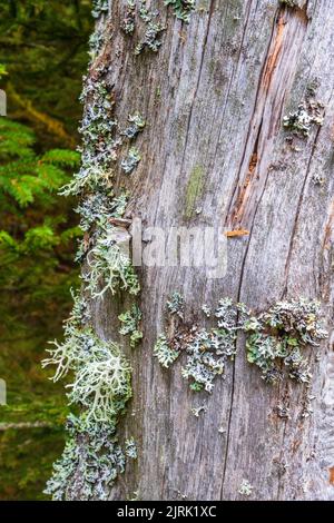 Alter Baumstamm mit Flechten, die darauf wachsen Stockfoto