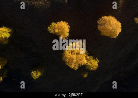 Fliegen über vereinzelte gelbe Birken im Herbst. Luftaufnahme der frühen Morgenlichter auf den Hügeln der Landschaft Stockfoto