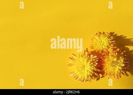 Gelbe Chrysanthemen Komposition auf gelbem Hintergrund. Helle Herbstblumen aus der Nähe von oben. Das Konzept der Sonne, Muttertag, International Stockfoto