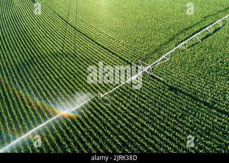 Frische Produkte, die auf einem Feld wachsen Stockfoto