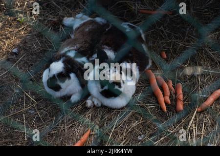 Zwei schwarze und weiße Kaninchen entspannen sich im Käfig mit Karotten. Stockfoto