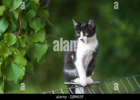 Schottische Faltenkatze, die im Garten mit grünem Gras steht. Weiße schwarze Kätzchen verschwommen von grünem Hintergrund am Morgen. Metallzaun Rest Domestic p Stockfoto