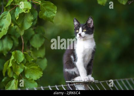 Schottische Faltenkatze, die im Garten mit grünem Gras steht. Weiße schwarze Kätzchen verschwommen von grünem Hintergrund am Morgen. Metallzaun Rest Domestic p Stockfoto