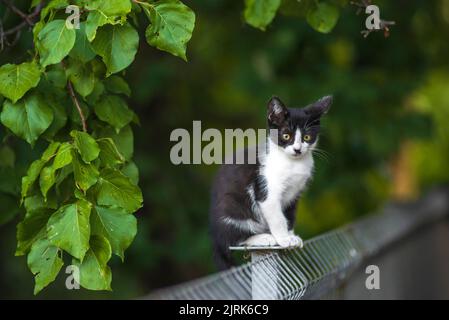 Schottische Faltenkatze, die im Garten mit grünem Gras steht. Weiße schwarze Kätzchen verschwommen von grünem Hintergrund am Morgen. Metallzaun Rest Domestic p Stockfoto