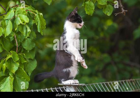 Schottische Faltenkatze, die im Garten mit grünem Gras steht. Weiße schwarze Kätzchen verschwommen von grünem Hintergrund am Morgen. Metallzaun Rest Domestic p Stockfoto