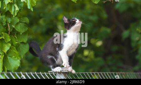 Schottische Faltenkatze, die im Garten mit grünem Gras steht. Weiße schwarze Kätzchen verschwommen von grünem Hintergrund am Morgen. Metallzaun Rest Domestic p Stockfoto