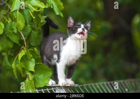 Schottische Faltenkatze, die im Garten mit grünem Gras steht. Weiße schwarze Kätzchen verschwommen von grünem Hintergrund am Morgen. Metallzaun Rest Domestic p Stockfoto