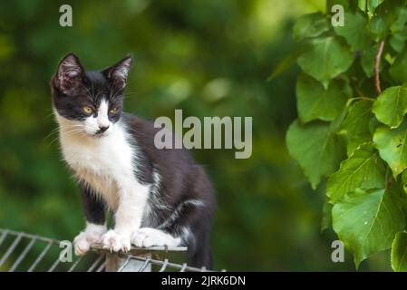 Schottische Faltenkatze, die im Garten mit grünem Gras steht. Weiße schwarze Kätzchen verschwommen von grünem Hintergrund am Morgen. Metallzaun Rest Domestic p Stockfoto