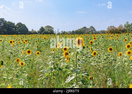 Feld der Sonnenblumen in der Blüte Stockfoto