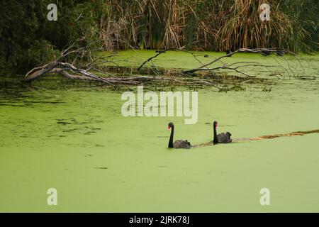 Zwei schwarze Schwäne am Torrens River, bedeckt mit Moos Stockfoto