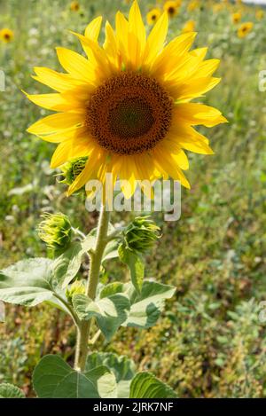 Sonnenblume in einem Feld aus der Nähe Stockfoto