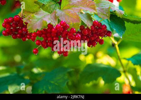 Nahaufnahme der schönen roten Früchte Viburnum vulgaris. Die Beeren der Wacholderrose (viburnum opulus) lassen den Sommer im Freien. Rote Viburnum-Beeren auf dem Zweig in Th Stockfoto