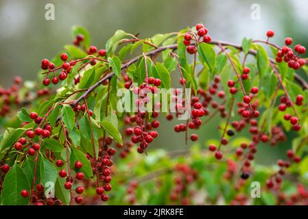 Beeren roter Vogel-Kirsche Baum Zweig eines reifen grünen Blattes bittere schwarze Frucht Prunus serotina hagberry, Mayday Baum verschwommen grünen Hintergrund Stockfoto