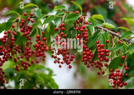 Beeren roter Vogel-Kirsche Baum Zweig eines reifen grünen Blattes bittere schwarze Frucht Prunus serotina hagberry, Mayday Baum verschwommen grünen Hintergrund Stockfoto