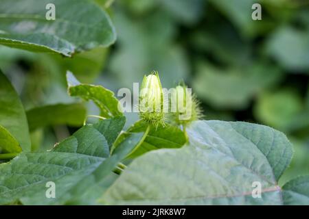 Selektiv fokussierte passiflora foetida-Blüten aus nächster Nähe im Garten Stockfoto