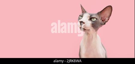 Banner sphynx Katze schaut weg mit ernsten und nachdenklichen Gesichtsausdruck. Isoliert auf rosa Hintergrund Stockfoto