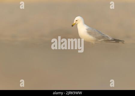 Eine Erwachsene Ringmöwe (Larus delawarensis), die am Strand auf Nahrungssuche ist. Stockfoto