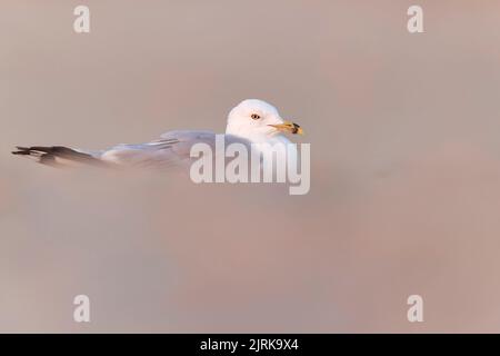 Eine Erwachsene Ringmöwe (Larus delawarensis), die am Strand auf Nahrungssuche ist. Stockfoto