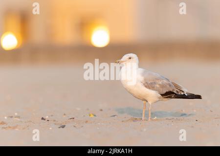 Eine Erwachsene amerikanische Heringsmöwe (Larus smithsonianus), die am Strand auf Nahrungssuche war. Stockfoto