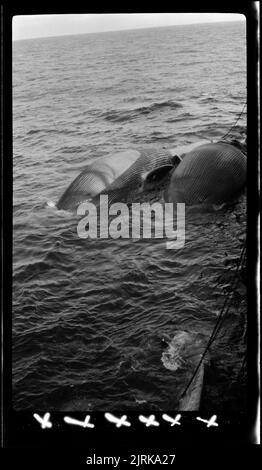 Walfang im Rossmeer, 1924, Südsee, von Captain George Samuel Hooper. Stockfoto
