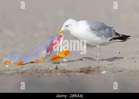 Eine Erwachsene amerikanische Heringsmöwe (Larus smithsonianus), die am Strand auf Nahrungssuche war. Stockfoto