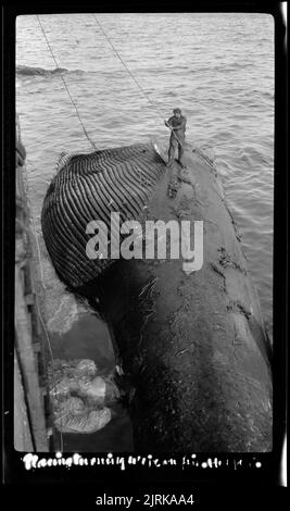 Walfang im Rossmeer, 1924, Südsee, von Captain George Samuel Hooper. Stockfoto