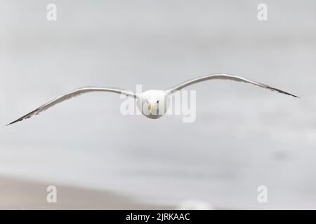 Eine amerikanische Heringsmöwe (Larus smithsonianus), die über dem Strand von Revere fliegt. Stockfoto