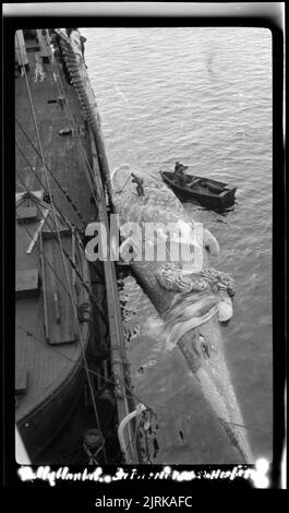 Walfang im Rossmeer, 1924, Südsee, von Captain George Samuel Hooper. Stockfoto
