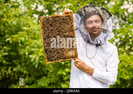 Imker halten Rahmen Hintergrund Textur Muster Abschnitt Wachs Bienen arbeiten Wabe aus Bienenstock gefüllt goldenen Honig Konzept Imkerei Bienenhaus Inspe Stockfoto