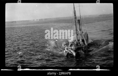 Walfang im Rossmeer, 1924, Südsee, von Captain George Samuel Hooper. Stockfoto