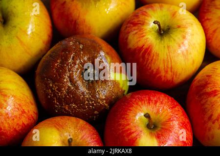 Ein schlechter Apfel schmiegt sich in die Nähe anderer guter Äpfel und infiziert möglicherweise die anderen Äpfel Stockfoto